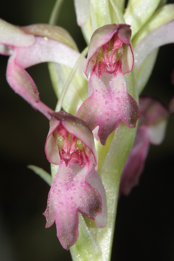 Orchis coriophora ssp fragrans